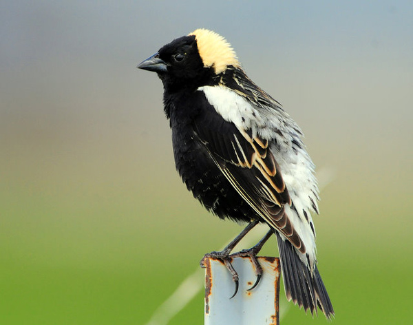 Pretty Bobolink