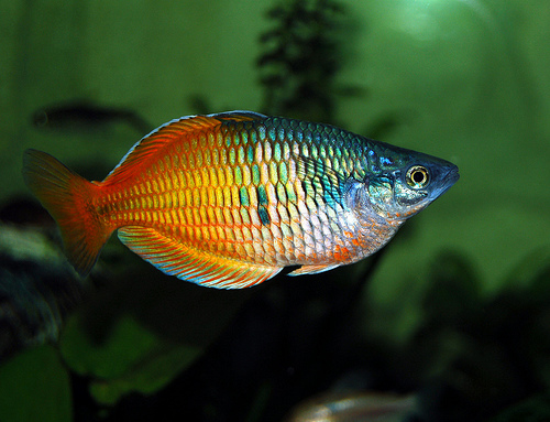 Boeseman’s rainbowfish