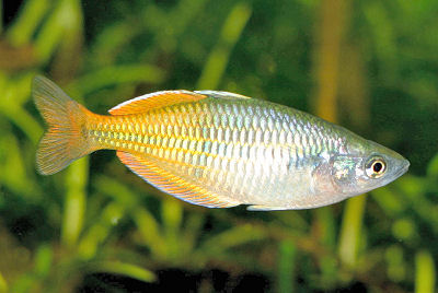 Pretty Boeseman’s rainbowfish