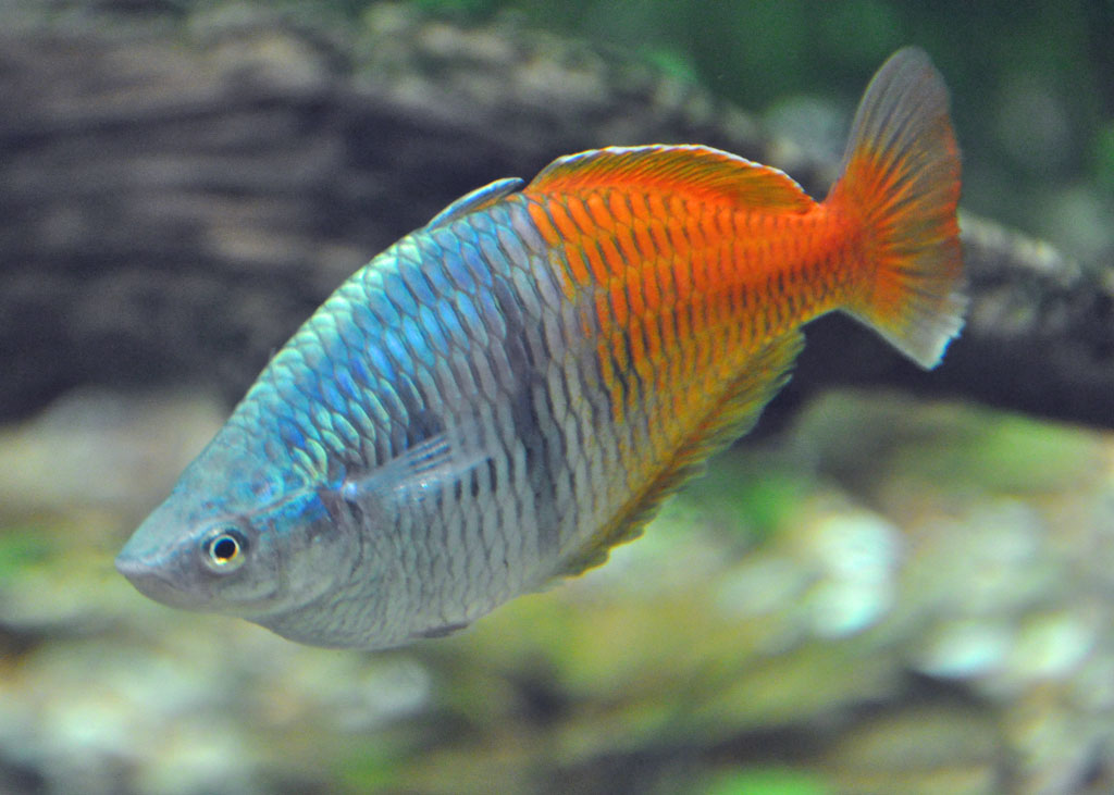 Pretty Boeseman’s rainbowfish