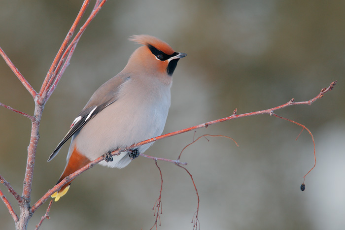 Bohemian waxwing