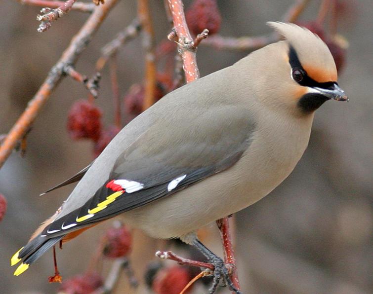 Pretty Bohemian waxwing