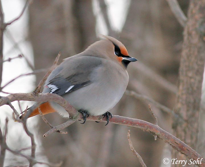 Pretty Bohemian waxwing