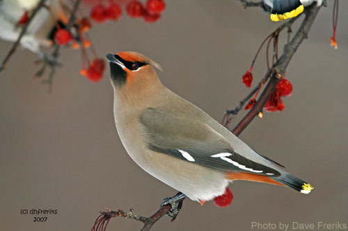 Pretty Bohemian waxwing