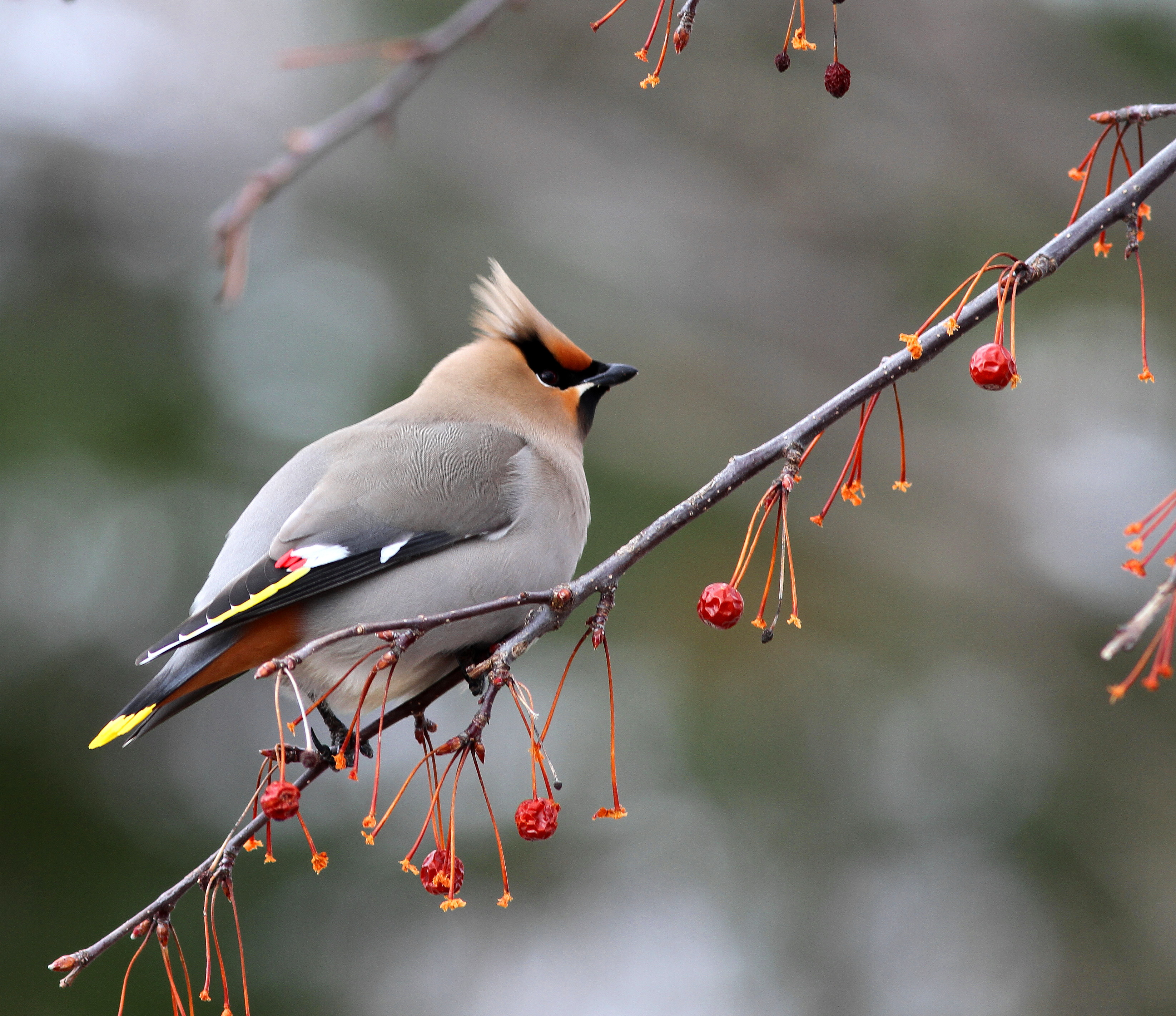 Pretty Bohemian waxwing