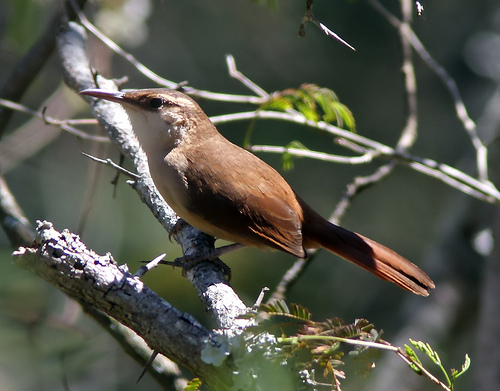 Bolivian earthcreeper