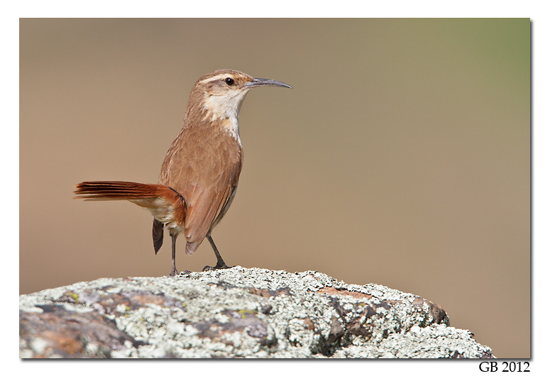 Pretty Bolivian earthcreeper