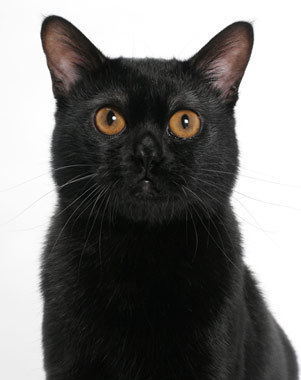 Nice Bombay Cat - Cat Breed