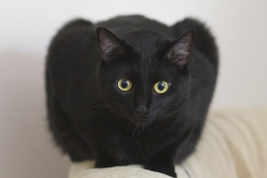 Cool Bombay Cat - Cat Breed