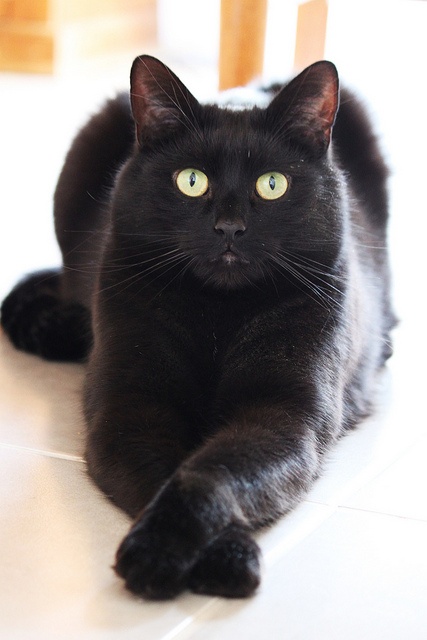Pretty Bombay Cat - Cat Breed