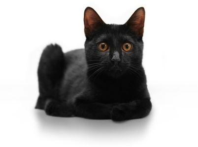 Cute Bombay Cat - Cat Breed