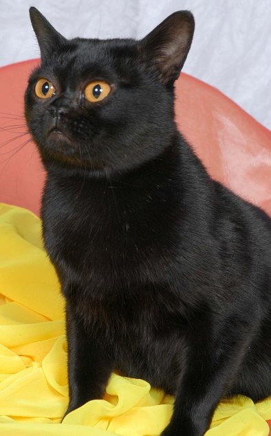 Photo Bombay Cat - Cat Breed