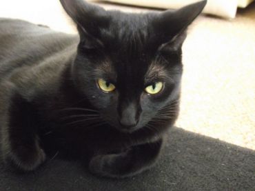 Bombay Cat - Cat Breed photo 