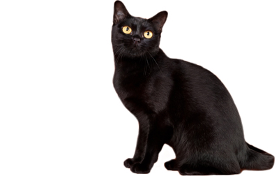 Bombay Cat - Cat Breed wallpaper