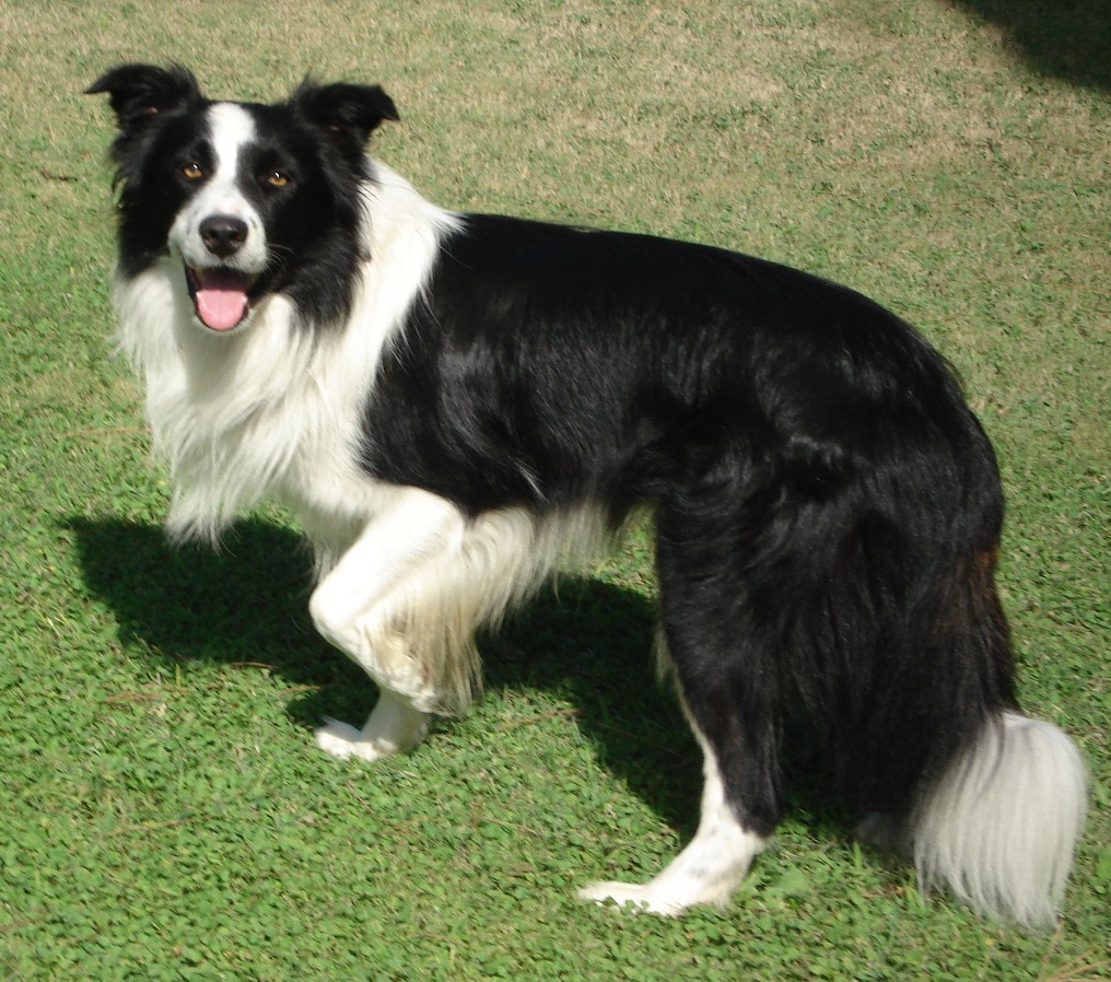 Nice Border Collie - Dog Breed
