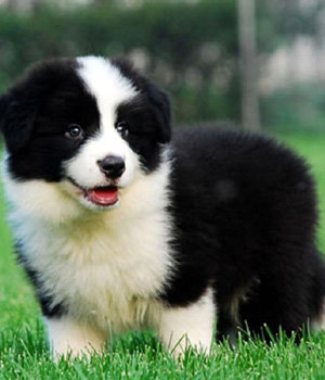 Pretty Border Collie - Dog Breed