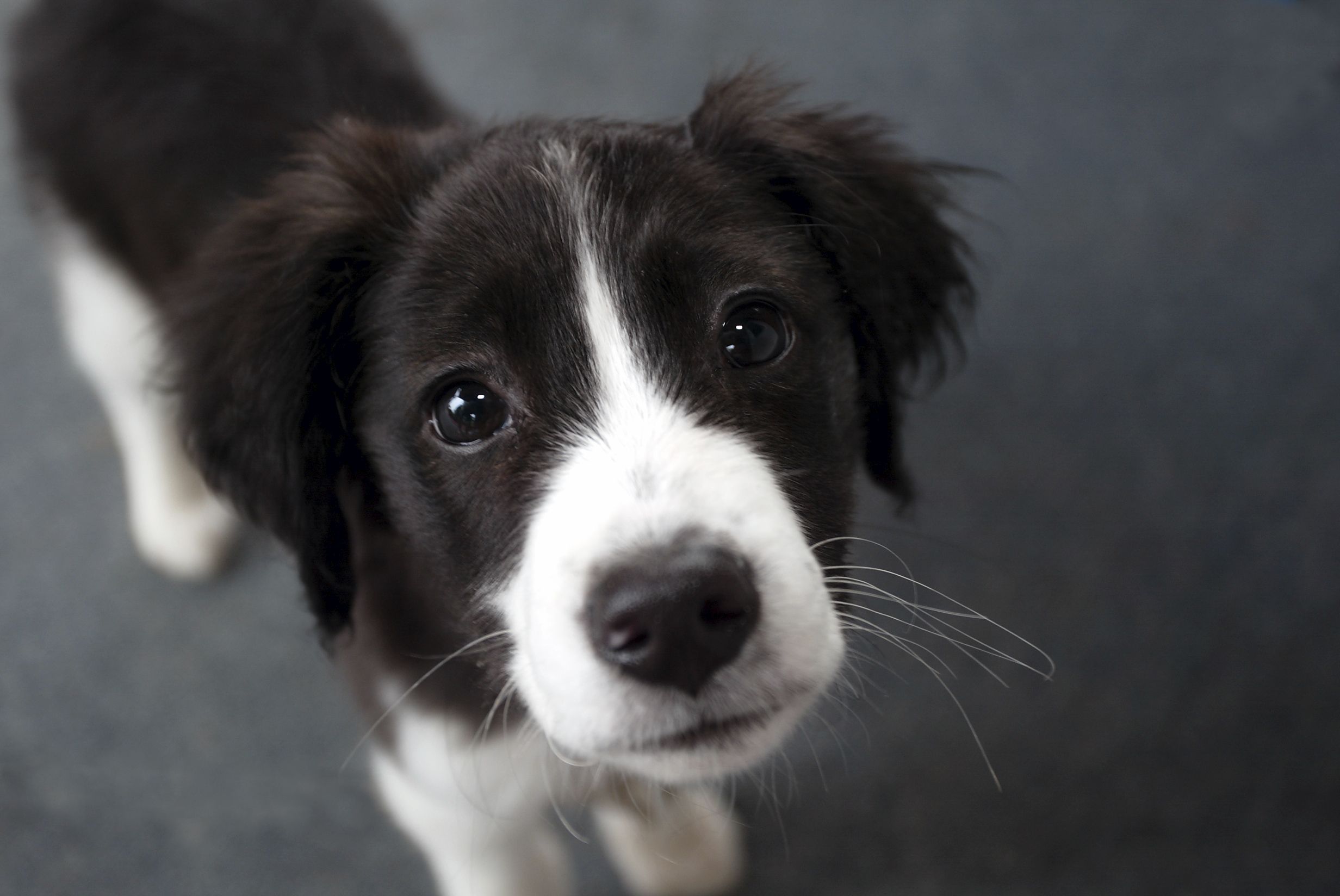 Wallpaper Border Collie - Dog Breed