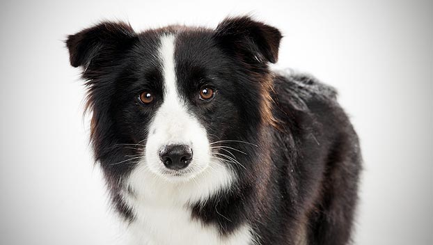 Photo Border Collie - Dog Breed