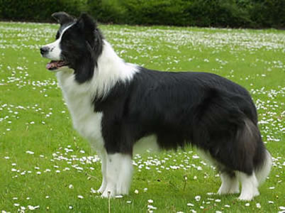 Border Collie - Dog Breed photo 