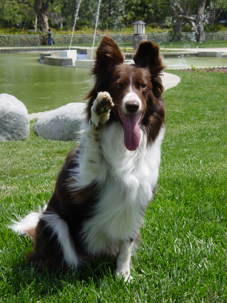 Border Collie - Dog Breed wallpaper