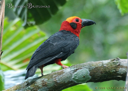 Pretty Bornean bristlehead