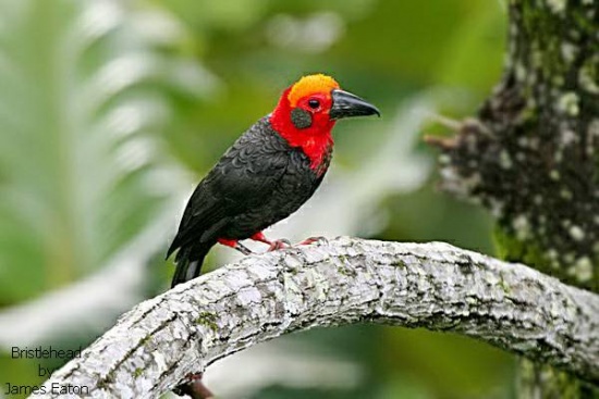 Pretty Bornean bristlehead