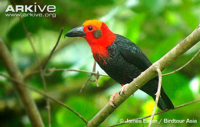 Pretty Bornean bristlehead