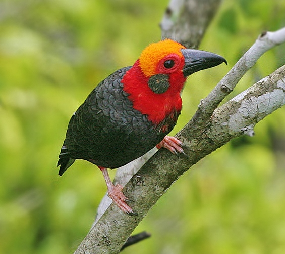 Pretty Bornean bristlehead