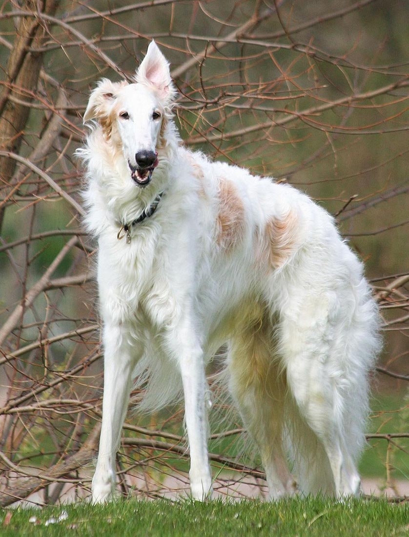 Borzoi - Dog Breed