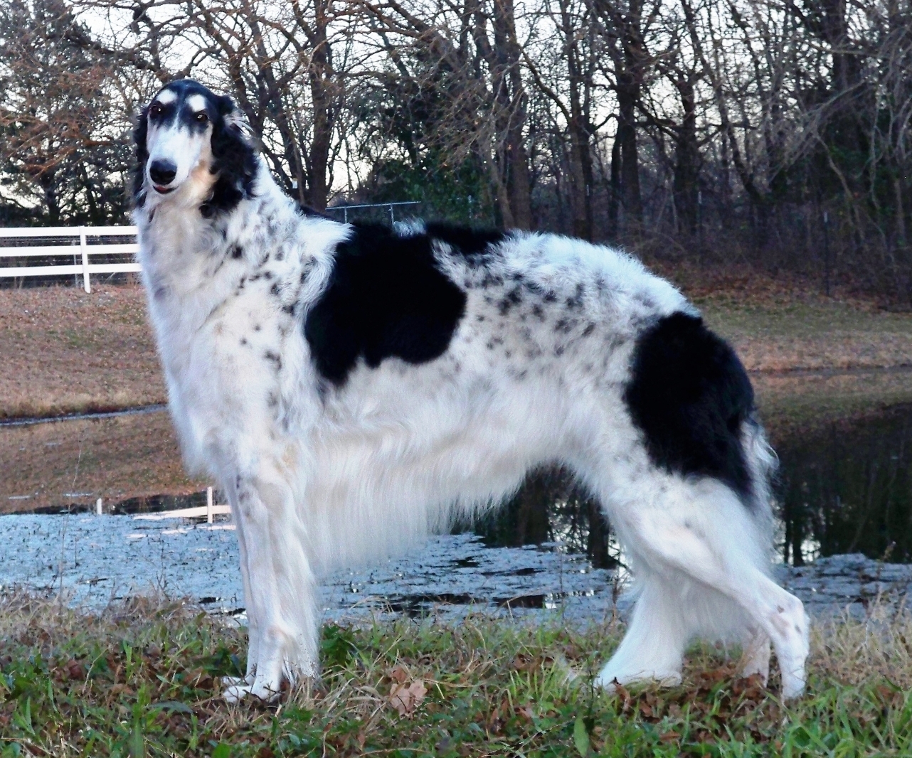 Nice Borzoi - Dog Breed
