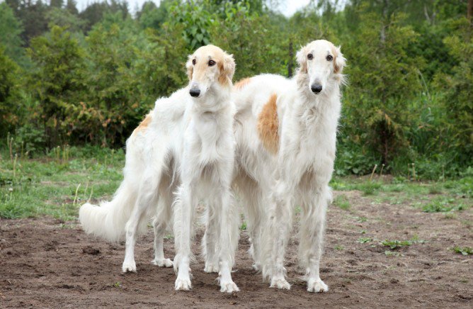 Cute Borzoi - Dog Breed