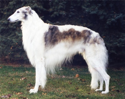 Wallpaper Borzoi - Dog Breed