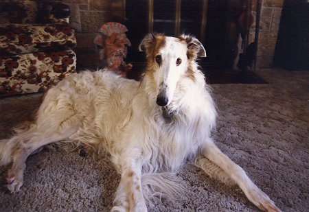 Borzoi - Dog Breed wallpaper