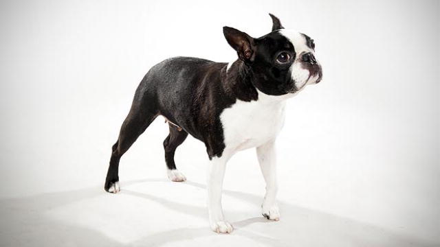 Boston Terrier - Dog Breed