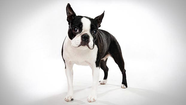 Photo Boston Terrier - Dog Breed