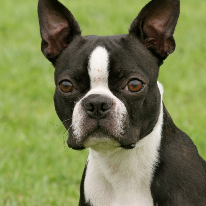 Boston Terrier - Dog Breed photo 