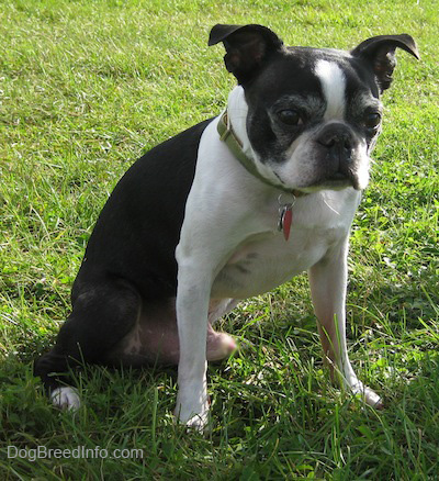 Boston Terrier - Dog Breed wallpaper