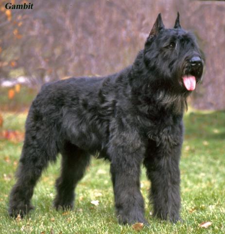 Nice Bouvier des Flandres - Dog Breed