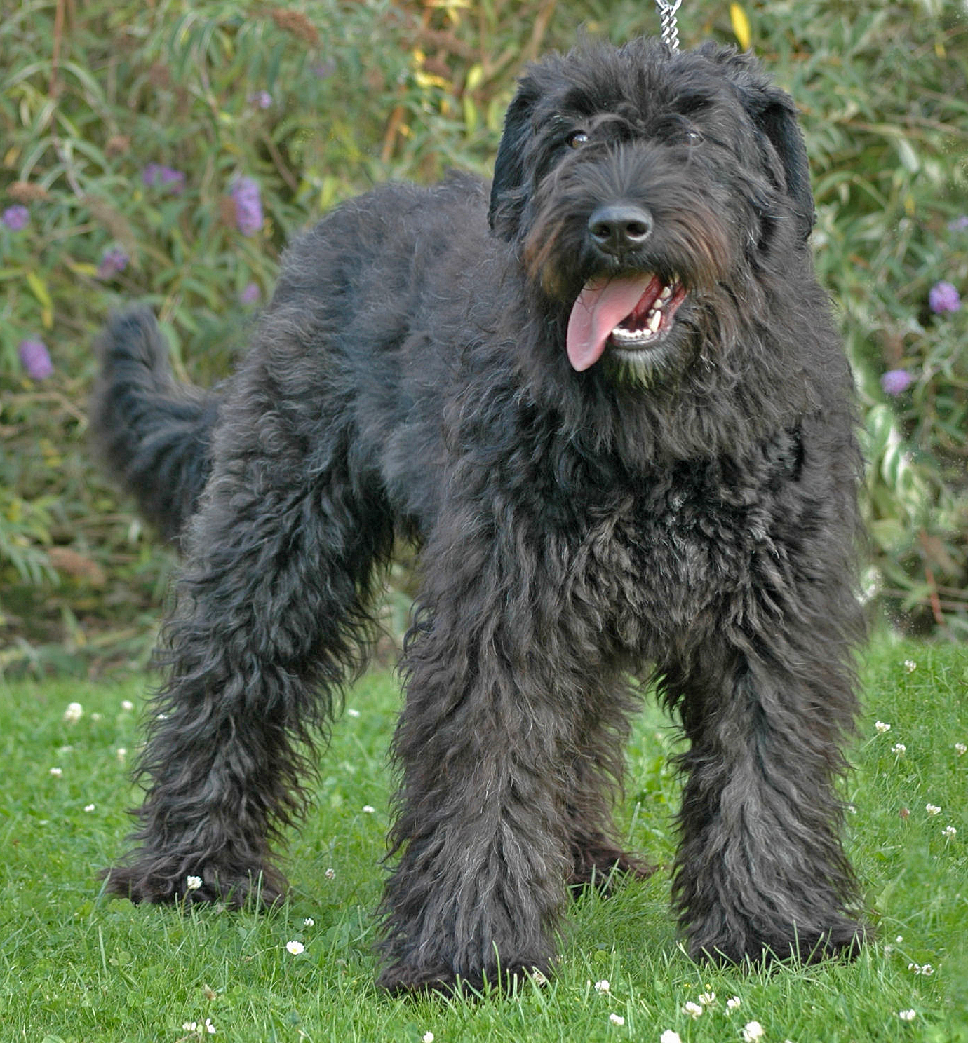 Cool Bouvier des Flandres - Dog Breed