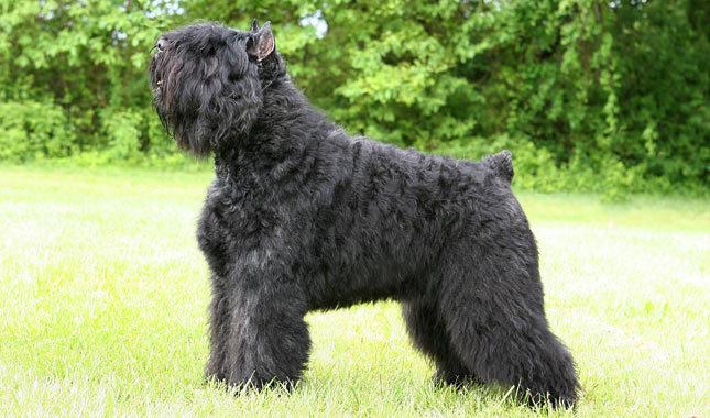 Pretty Bouvier des Flandres - Dog Breed