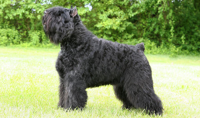 Pretty Bouvier des Flandres - Dog Breed