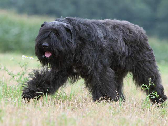 Photo Bouvier des Flandres - Dog Breed