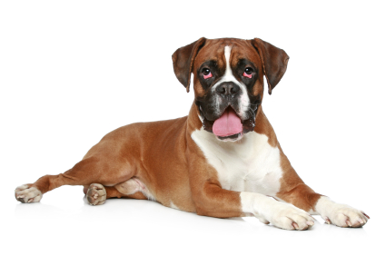 Photo Boxer - Dog Breed