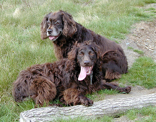 Boykin Spaniel - Dog Breed