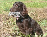 Nice Boykin Spaniel - Dog Breed