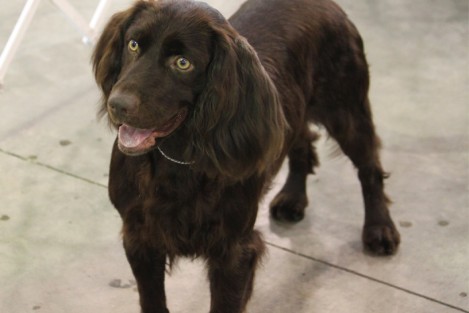 Pretty Boykin Spaniel - Dog Breed