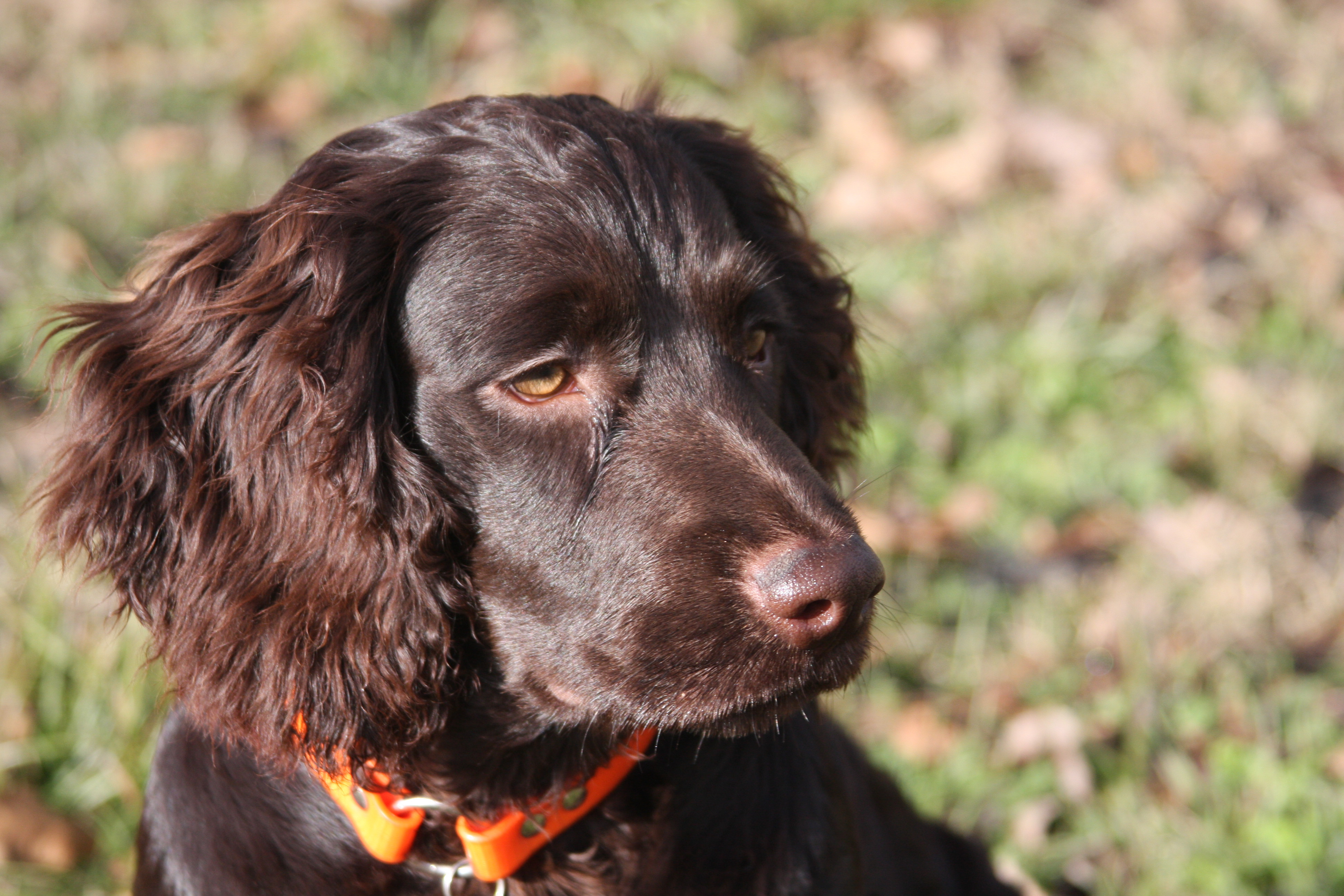 Photo Boykin Spaniel - Dog Breed