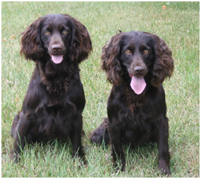 Boykin Spaniel - Dog Breed wallpaper