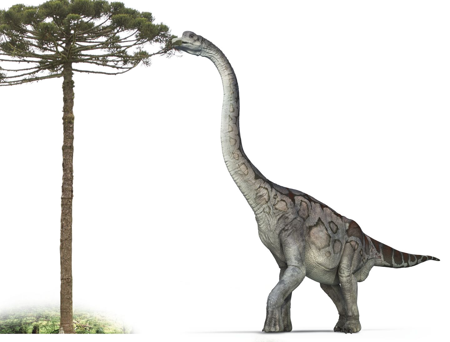 Brachiosaurus