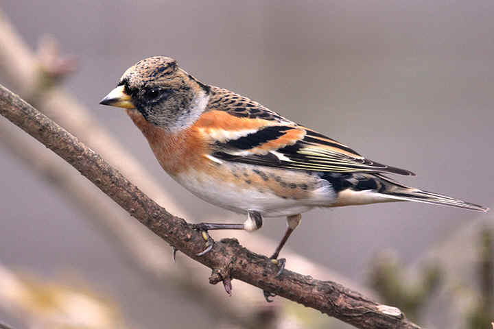 Brambling
